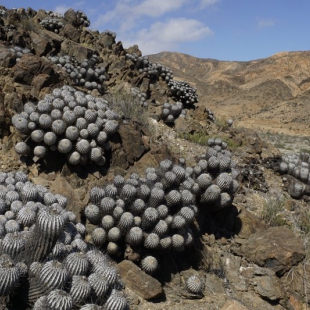 Copiapoa dealbata